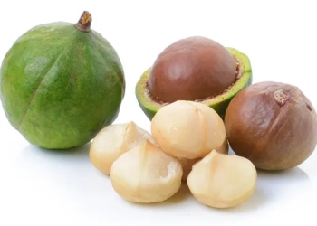 Production of Macadamia in Kenya