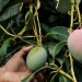 List Of Most Profitable Trees To Grow In Kenya