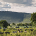 The Angama Guide to the Great Migration