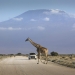 Travel Requirements and Documentation for all Foreigners Entering Kenya.