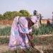 List of Nigeria Agricultural Co-operatives Societies