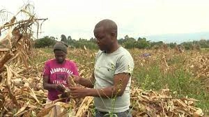 Large Farms in Trans Nzoia County and Socio-Economic Disparities