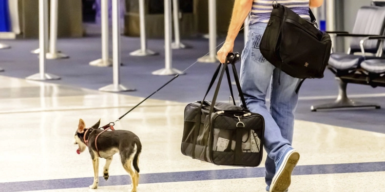 Comprehensive Guide to Road Travel with Pets from Qatar to UAE and Saudi Arabia