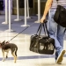 Comprehensive Guide to Road Travel with Pets from Qatar to UAE and Saudi Arabia
