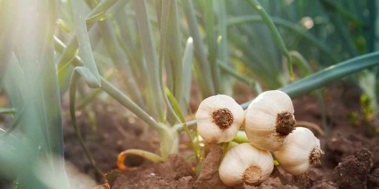 List Of Profitable Crops To Grow In Kenya