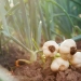 List Of Profitable Crops To Grow In Kenya