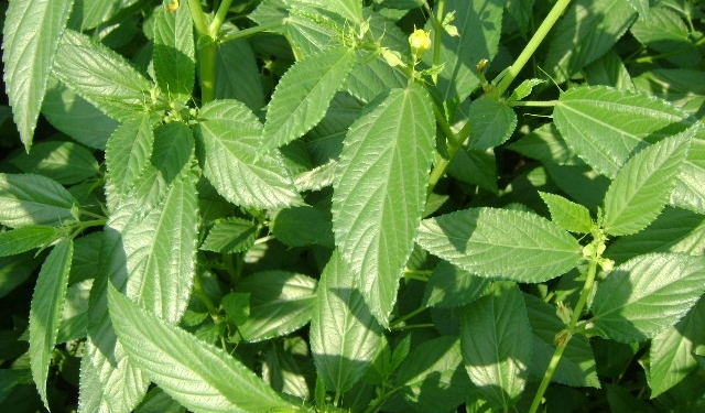 Murere (Jute mallow)