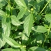 Murere (Jute mallow)