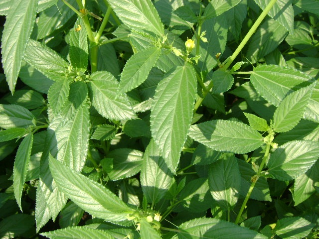 Murere (Jute mallow)