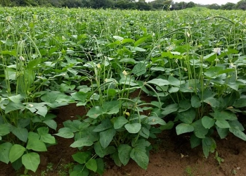Cowpea (Vigna unguiculata)
