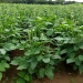 Cowpea (Vigna unguiculata)