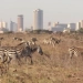 Kenya Declared Global Leader in Wildlife Photography Destination
