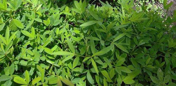 Mitoo (kimiro in Lubukusu) (slenderleaf in English)