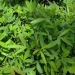 Mitoo (kimiro in Lubukusu) (slenderleaf in English)