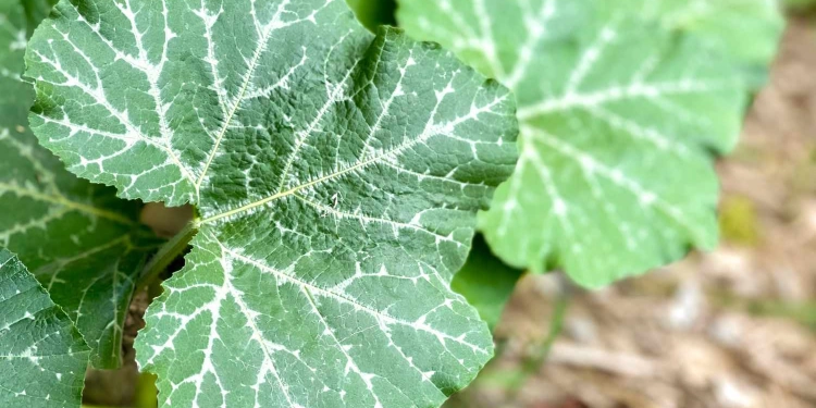 Lisebebe (pumpkin leaves)