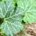 Lisebebe (pumpkin leaves)
