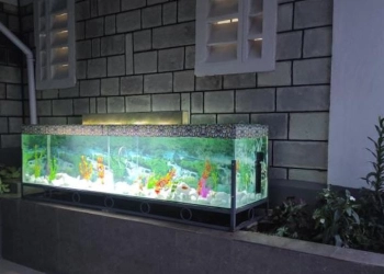 Top Aquarium Shops in Nairobi