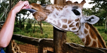 Giraffe Centre