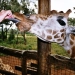 Giraffe Centre