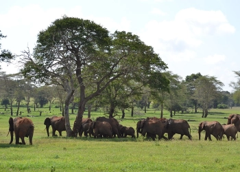 Taita Hills Wildlife Sanctuary 