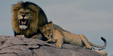 Ewaso Lions