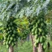 Best Fertilizers For Pawpaw Farming In Kenya