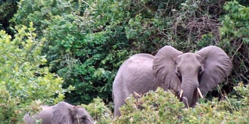 The Shimba Hills National Reserve