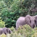 The Shimba Hills National Reserve