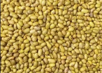 Yellow Beans Farming In Kenya