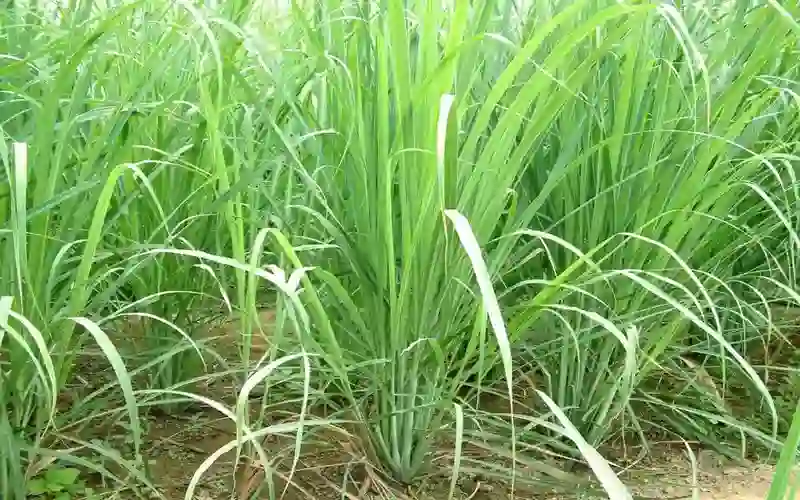 Lemongrass Farming In Kenya