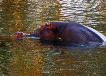 The Mwea National Reserve