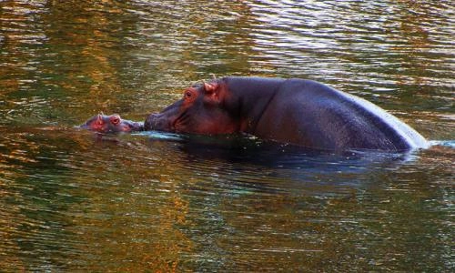 The Mwea National Reserve