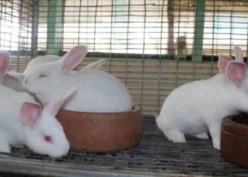 Rabbit Farming In Kenya