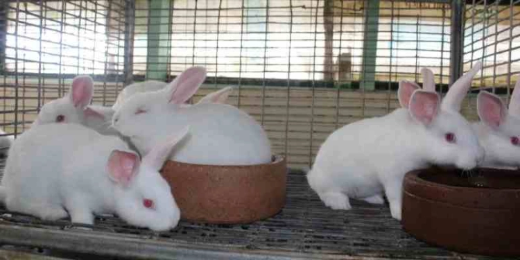 Rabbit Farming In Kenya