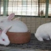 Rabbit Farming In Kenya