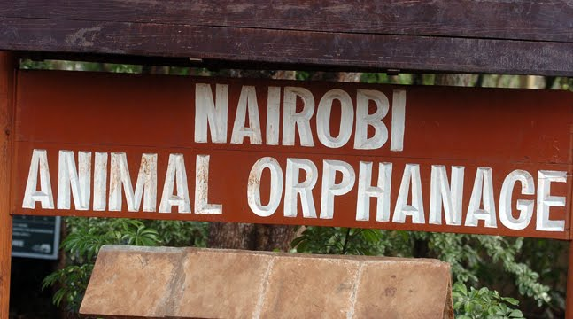 nairobi animal orphanage
