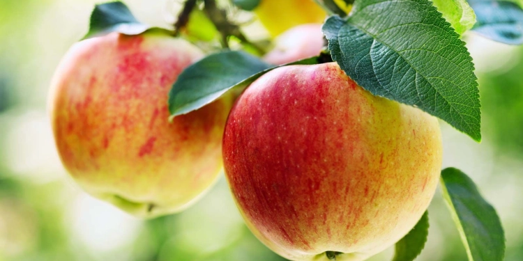 Apple Farming In Kenya