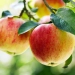 Apple Farming In Kenya