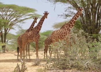 Bour-Algi Giraffe Sanctuary