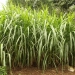 Best Fertilizers For Napier Grass In Kenya