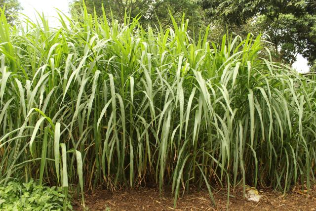 Best Fertilizers For Napier Grass In Kenya
