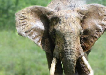 Mwaluganje Elephant Sanctuary (MES)
