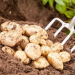 HOW TO PLANT & SPACE IRISH POTATOES FOR MAXIMUM YIELD!