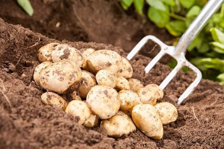 HOW TO PLANT & SPACE IRISH POTATOES FOR MAXIMUM YIELD!