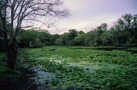 Dodori National Reserve