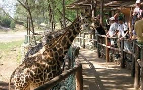 Haller Park (Kenya)