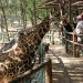 Haller Park (Kenya)