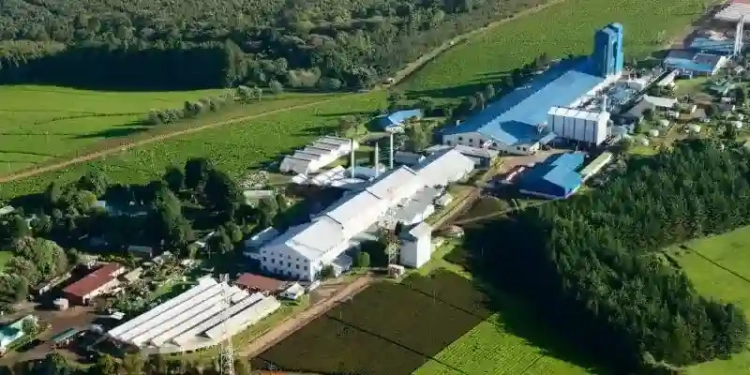 Comprehensive Guide to Licensed Tea Manufacturers in Kenya