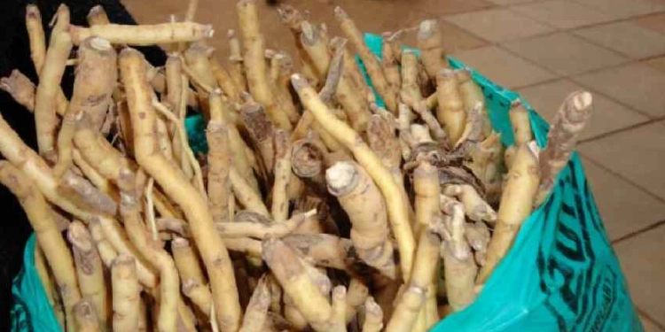 benefits of mukombero