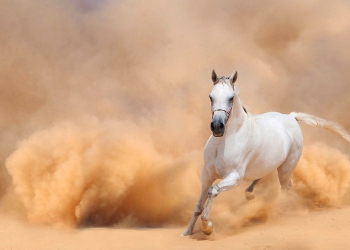 Doha Horse Doha Times